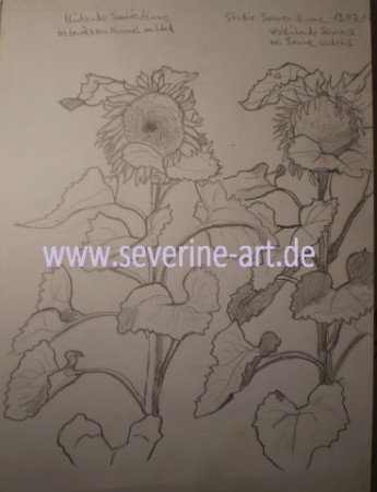 Studie Sonnenblume links am blühen rechts verblüht